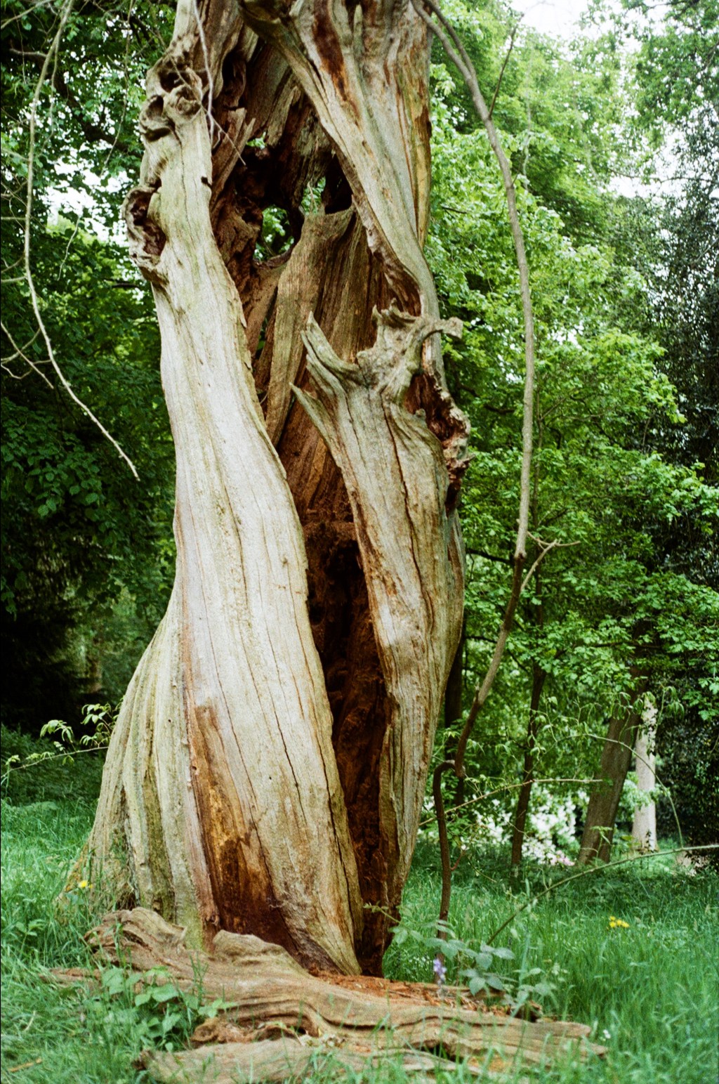 The Body in Pain is a Wild&nbsp;Thing