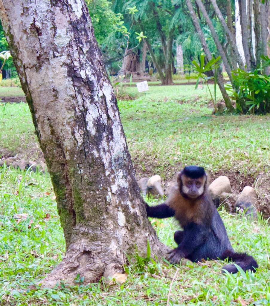 A monkey sitting beside a tree in a grassy area, with lush greenery in the background.