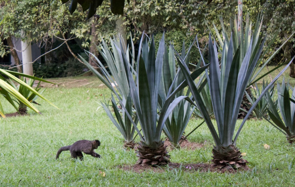 A monkey walking through a garden with large agave plants and lush green grass.